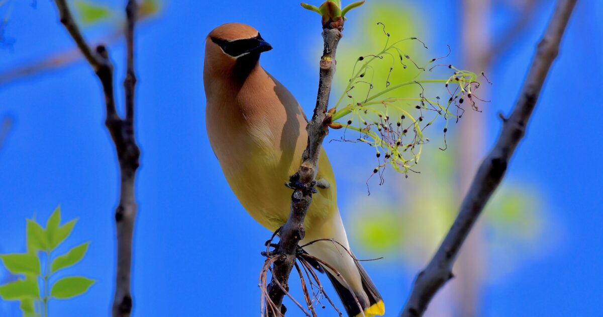 NEW: Alabama Audubon names 2024 Bird of the Year: see why it matters ...