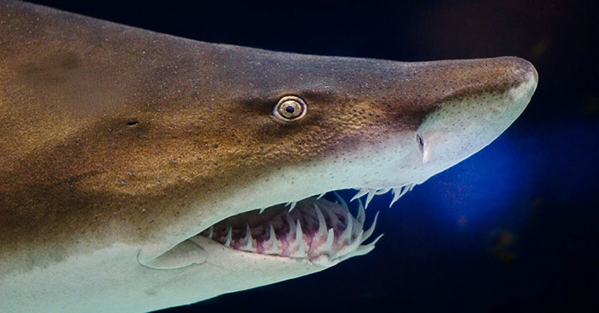 65-million-year-old fossil shark found in Alabama by McWane Science Center scientist 65-million-year-old fossil shark found in Alabama by McWane Science Center scientist