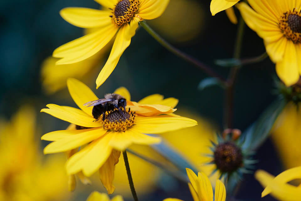 12 places to get local honey in Birmingham this season
