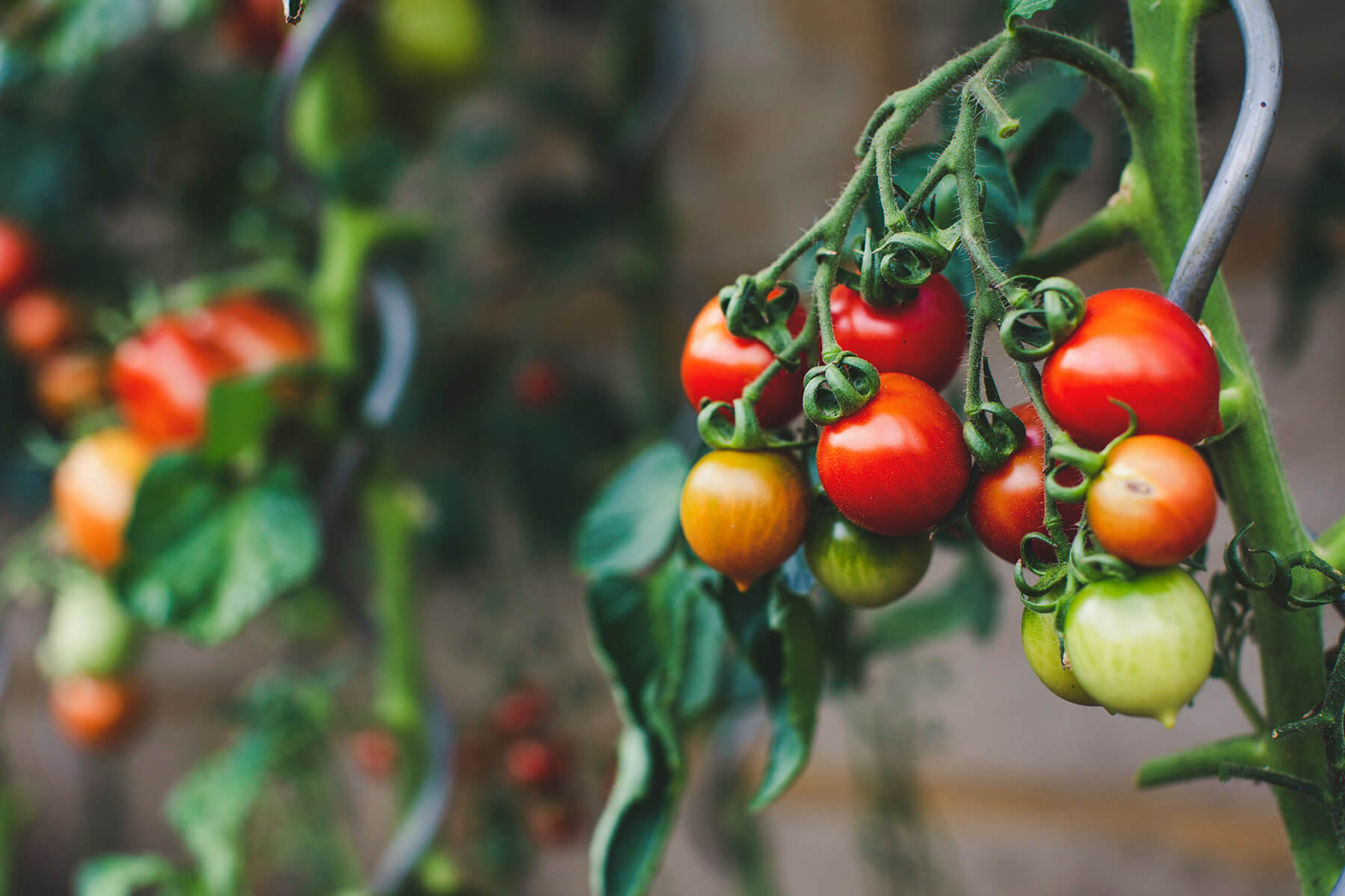 Getting To Know Tomatoes