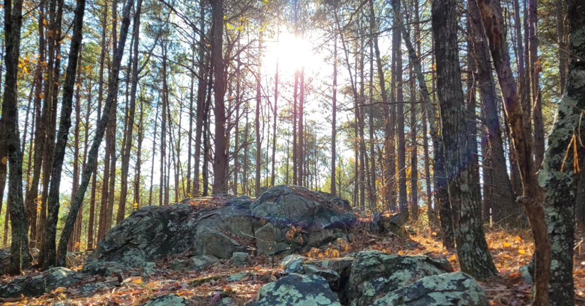 How to become a champion for Alabama’s forests + public lands