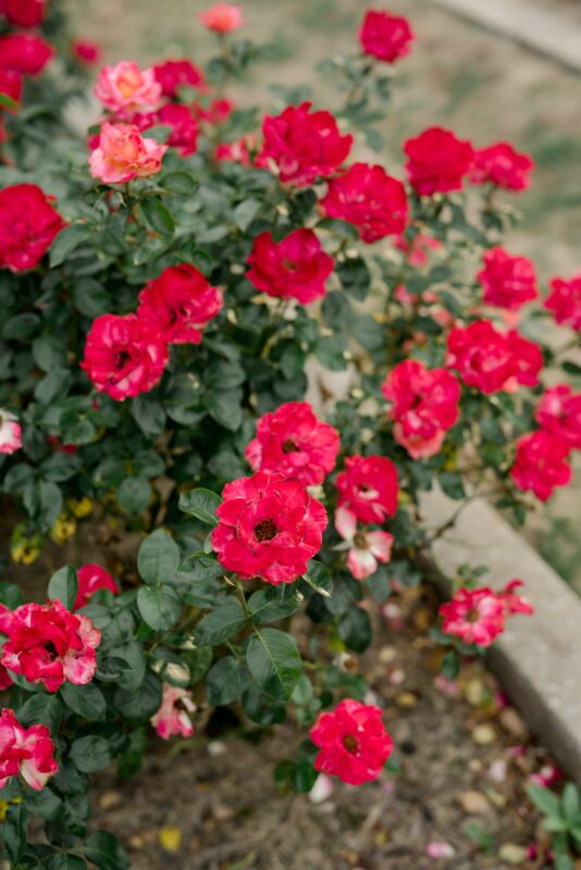 Rosé in the Roses Rosé in the Roses