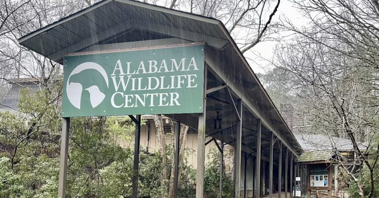 Alabama’s oldest and largest wildlife rescue center is getting a makeover Alabama’s oldest and largest wildlife rescue center is getting a makeover
