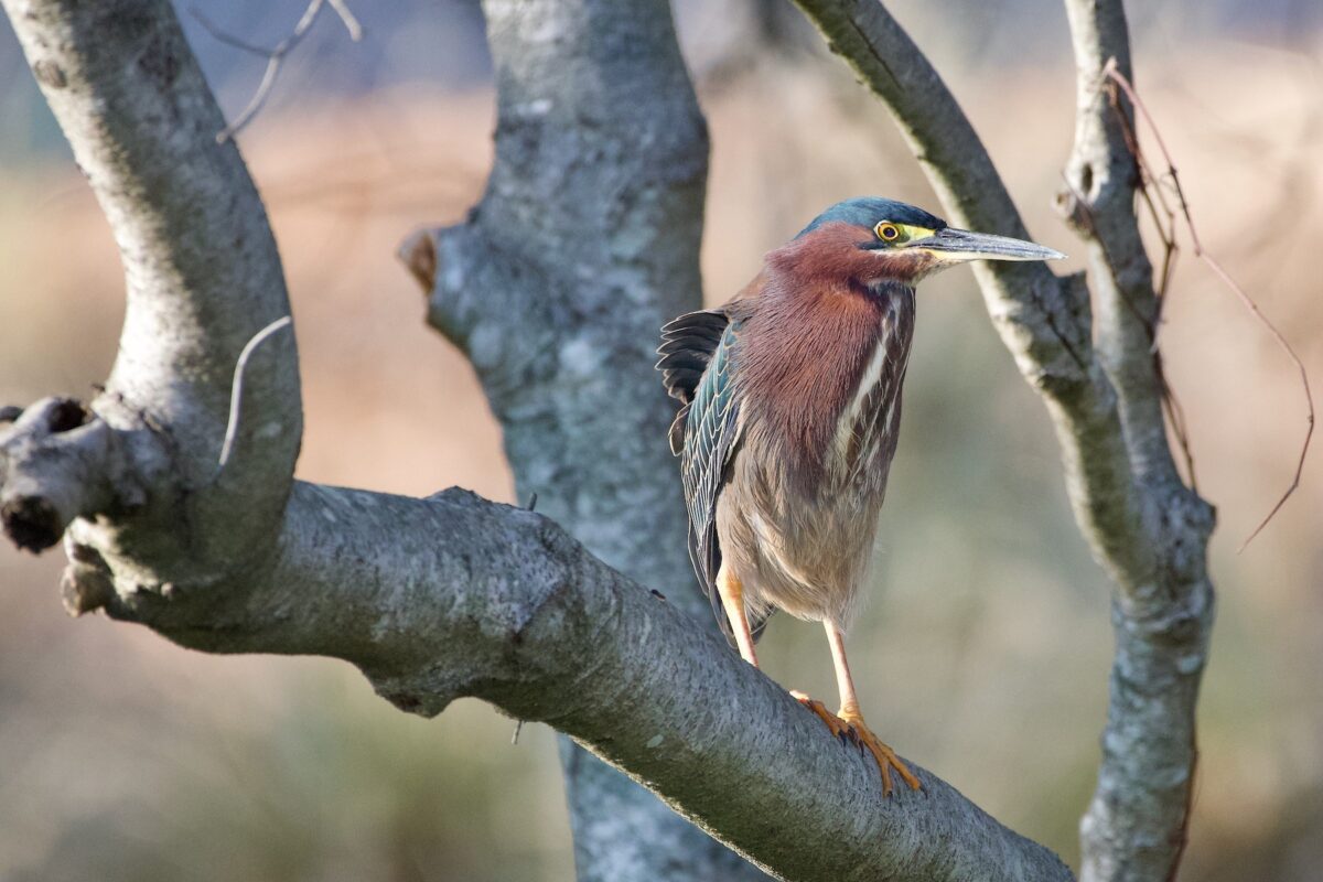 Welcome back! Herons have returned to Birmingham’s favorite parks [PHOTOS]