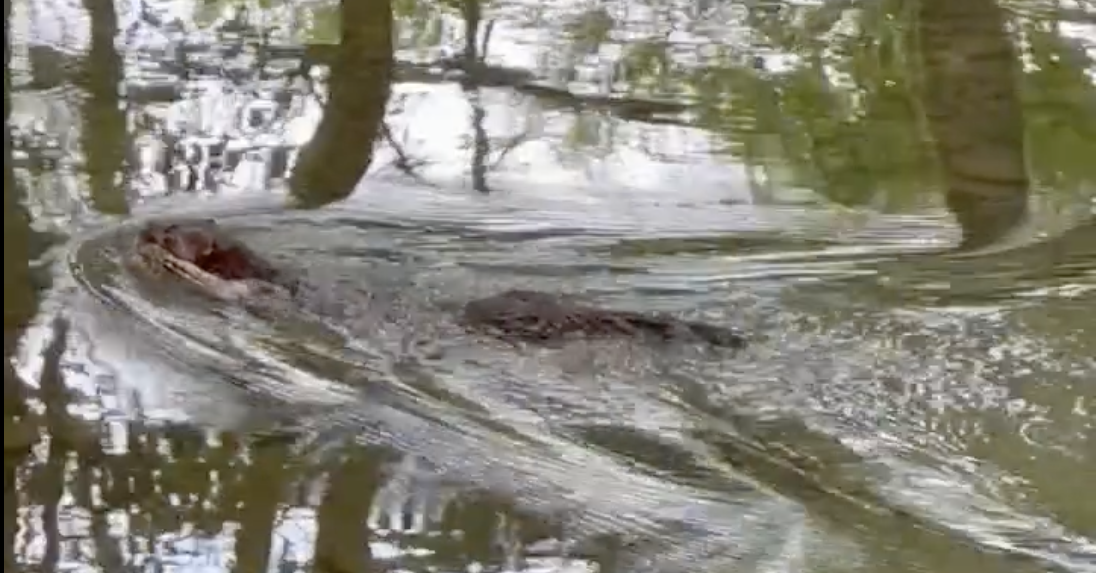 Spotted! Elusive mink at Cahaba River Greenway trail in Trussville [VIDEO]