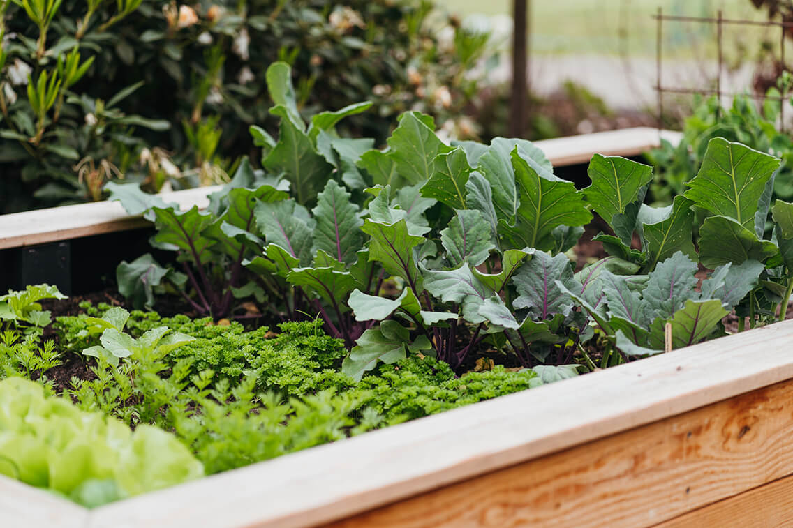 Designing and Planting Your Raised Bed