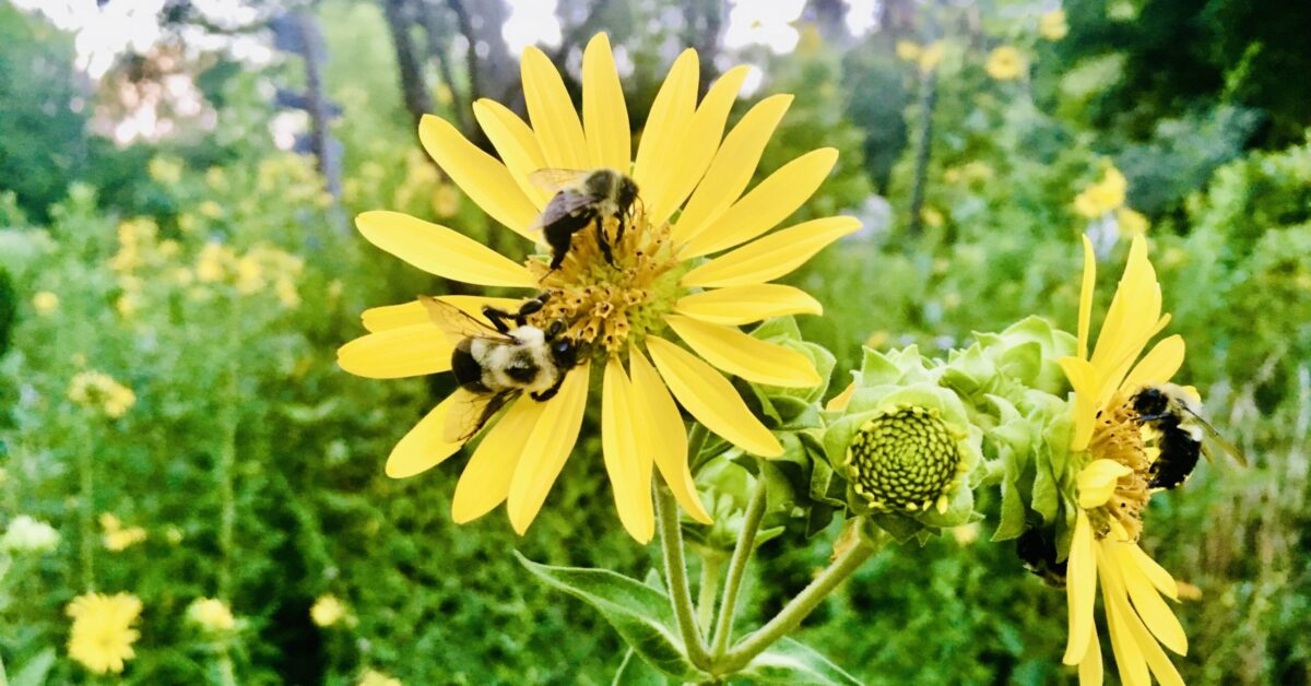 “Killer bees” in Alabama? Here’s what to know + how to protect our native pollinators