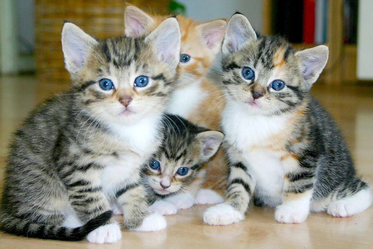 50+ kittens surrendered to local shelter this month—learn about adoption, fostering + more 50+ kittens surrendered to local shelter this month—learn about adoption, fostering + more