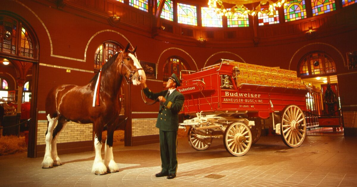 Budweiser Clydesdales are coming back to Bham! [PHOTOS]