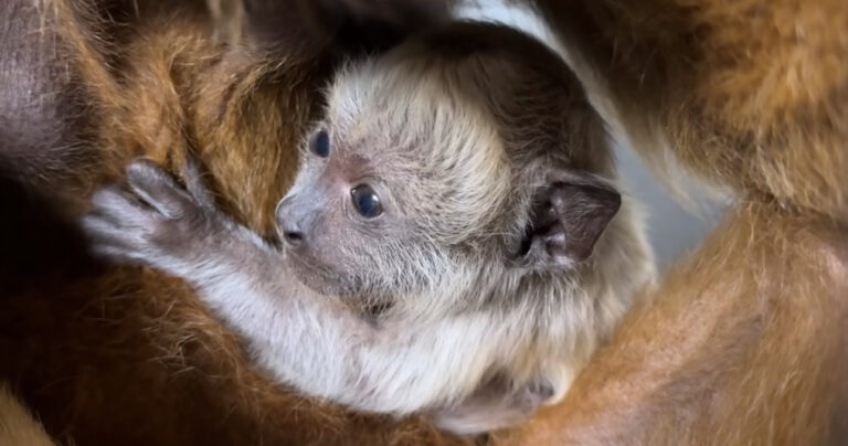FATHER’S DAY SPECIAL: Baby Black howler monkey born at Birmingham Zoo