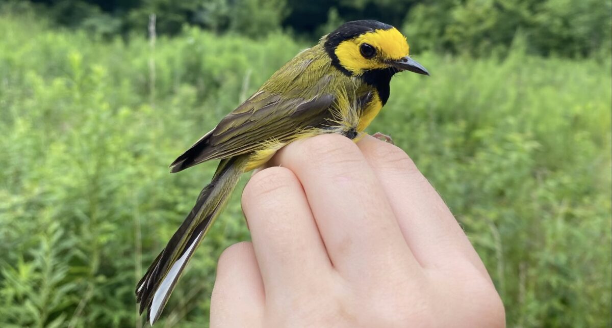 Alabama Audubon holds bird banding at Ruffner Mountain