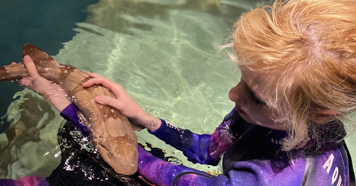 3 shark myths busted by a local expert + how to learn more at this can’t-miss event 