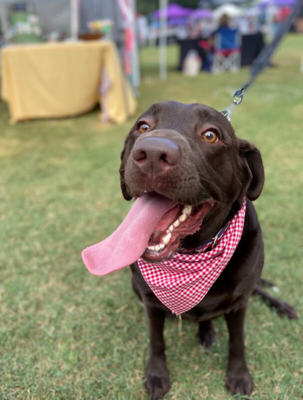 Trussville Dog Daze Trussville Dog Daze