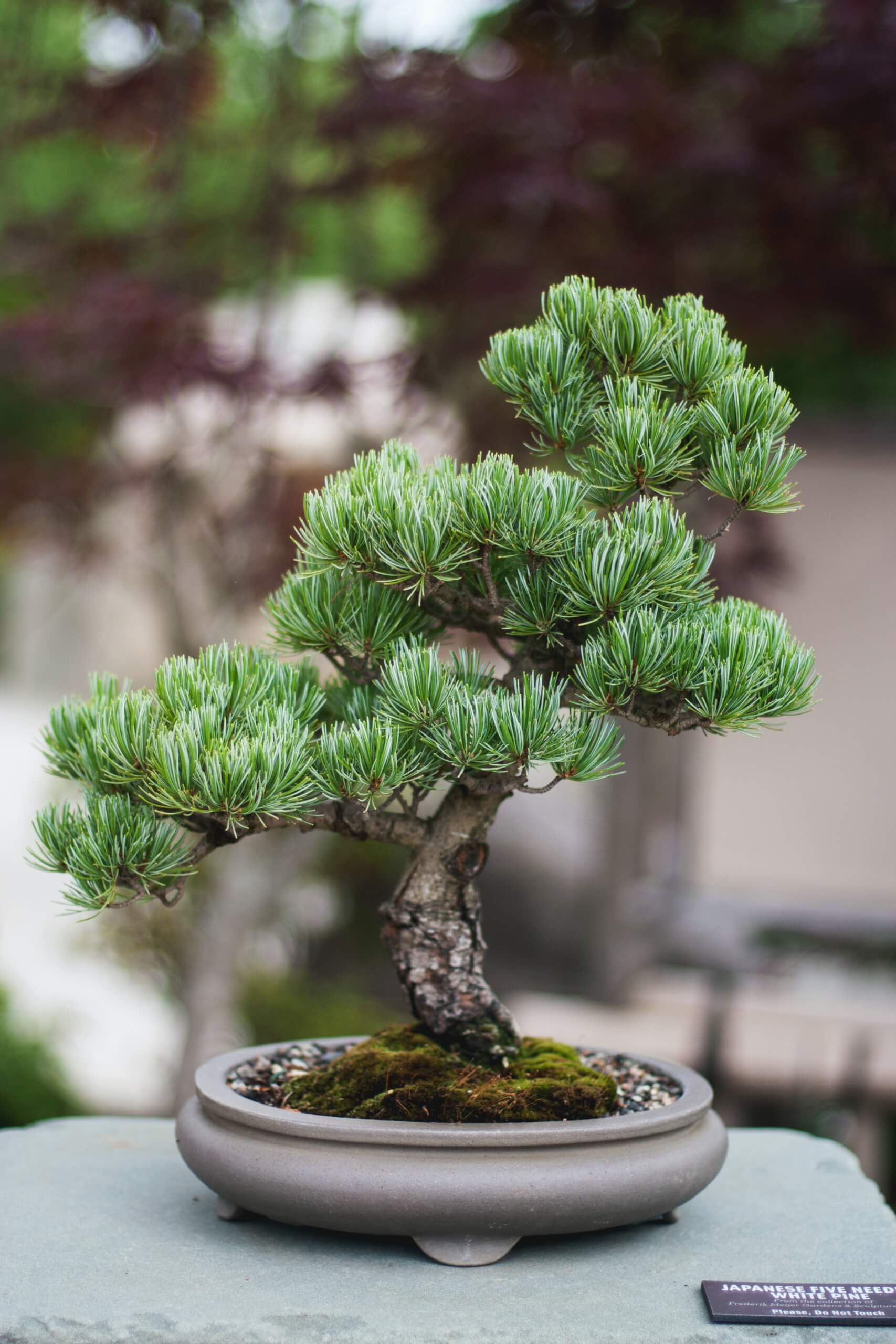 Bonsai Show