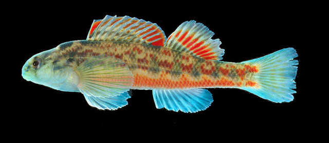 19 beautiful fish species that live only in Alabama—find out why 19 beautiful fish species that live only in Alabama—find out why