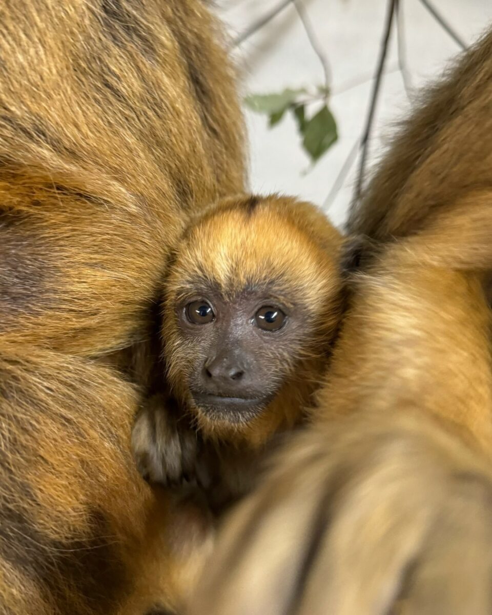 CUTE ALERT: Birmingham Zoo names baby howler monkey
