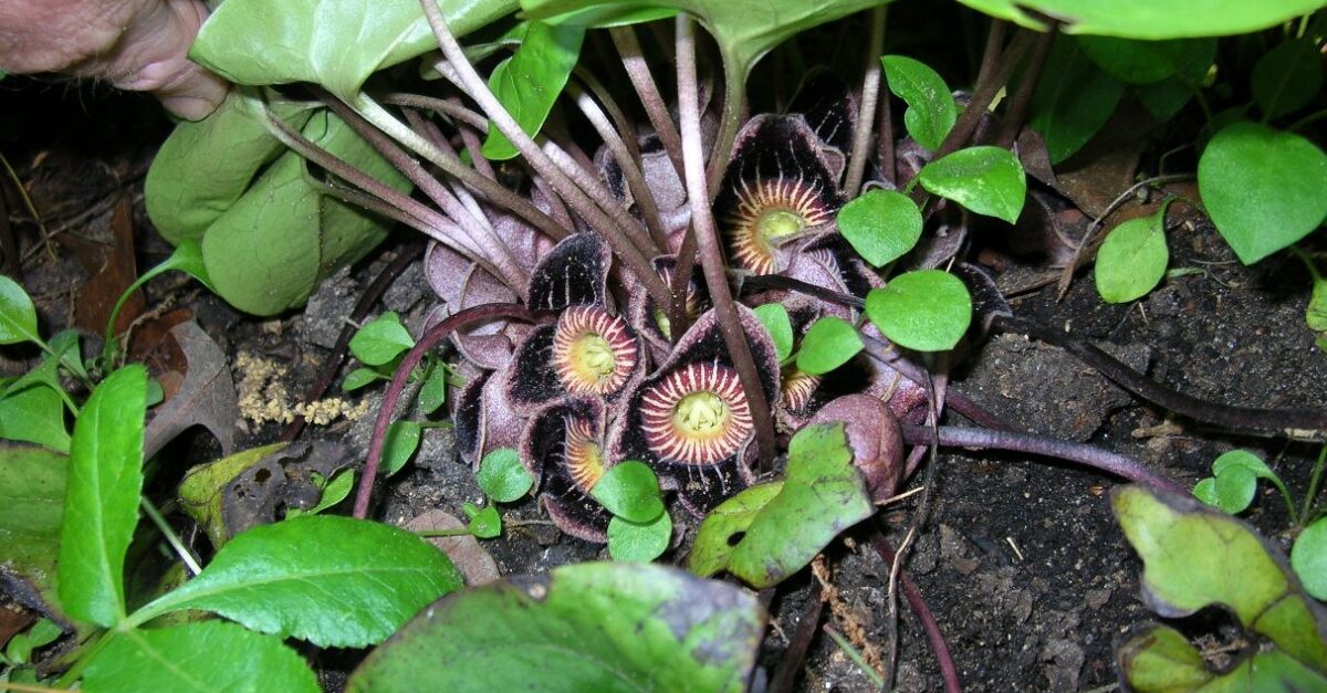 You’ll find these 31 amazing plants only in Alabama [PHOTOS]