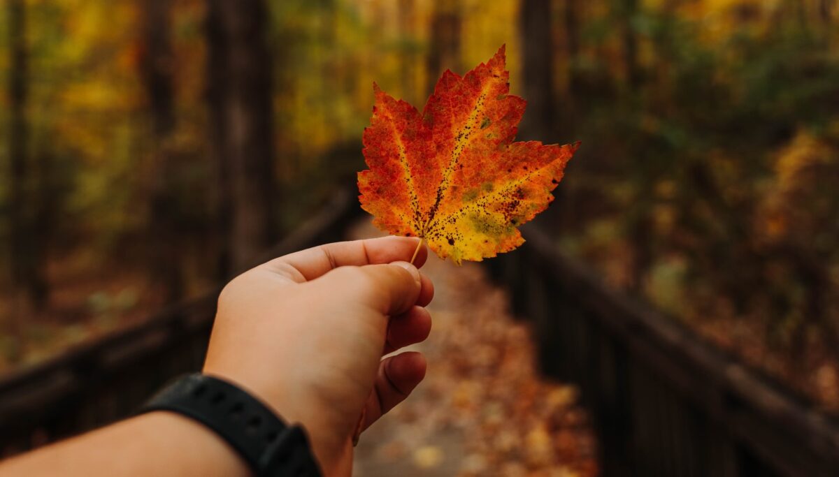 3 tips from a local expert on how to dispose of leaves safely this fall in Jefferson County 3 tips from a local expert on how to dispose of leaves safely this fall in Jefferson County