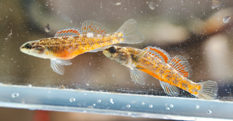 Partnerships help save the watercress darter, one of rarest fish in the world