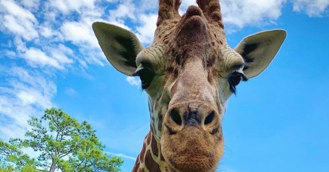 Birmingham Zoo mourns Willow: Remembering a cherished giraffe