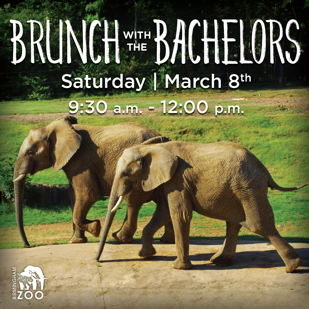 Brunch with the Bachelors  – Deadline is Sunday, March 2
