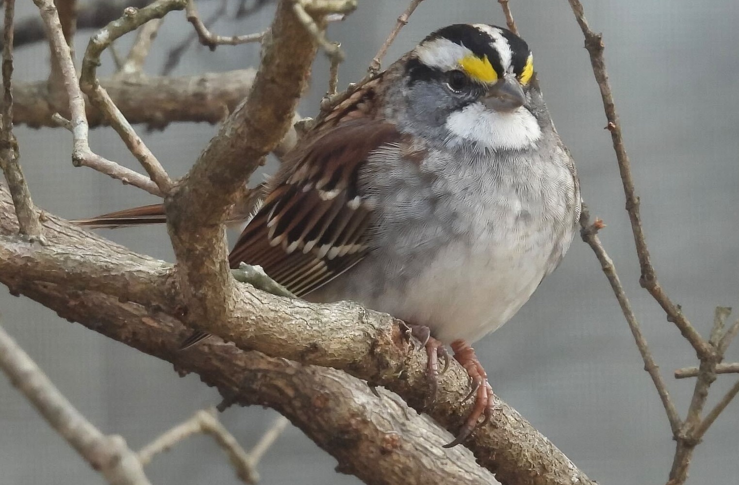 Birding 101 at Ruffner Mountain