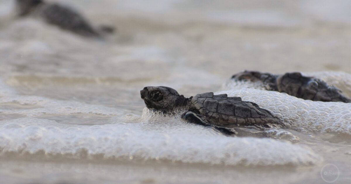 Protecting Alabama’s Sea Turtles: How to get involved Protecting Alabama’s Sea Turtles: How to get involved