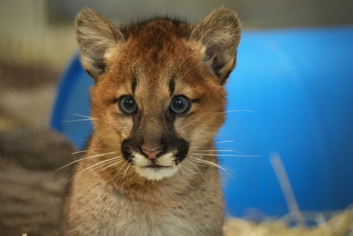 Meet Spruce, the Birmingham Zoo’s new cougar cub Meet Spruce, the Birmingham Zoo’s new cougar cub