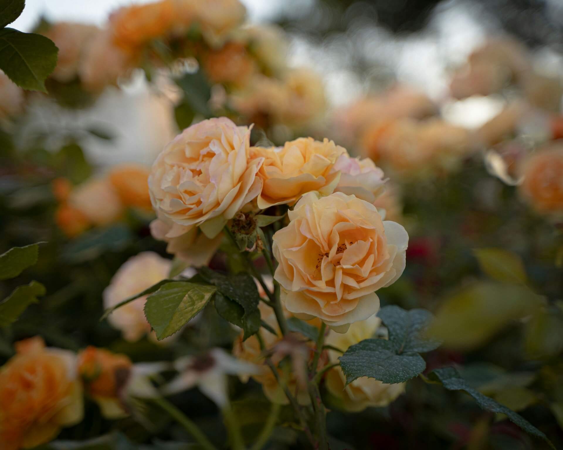 Annual Rose Show