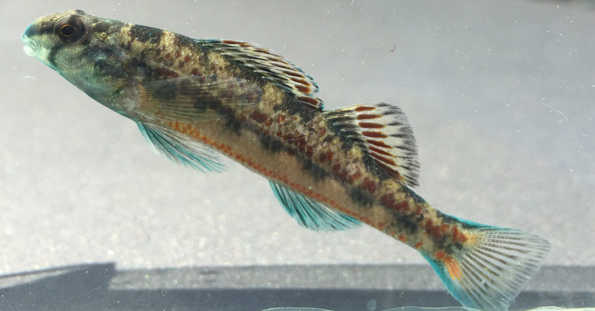Scientists officially name two new species of Alabama darters Scientists officially name two new species of Alabama darters