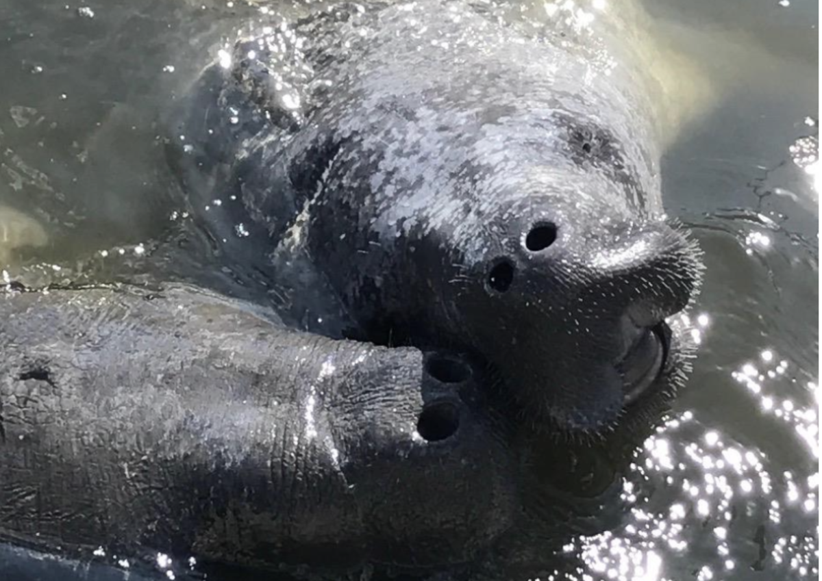 Manatees: Alabama’s Gentle Giants and how YOU can protect them Manatees: Alabama’s Gentle Giants and how YOU can protect them