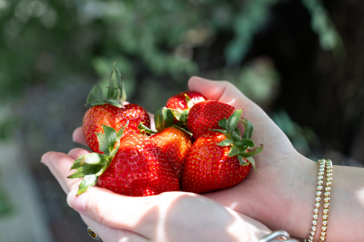 Sweetest strawberry picking spots near Birmingham + festivals Sweetest strawberry picking spots near Birmingham + festivals