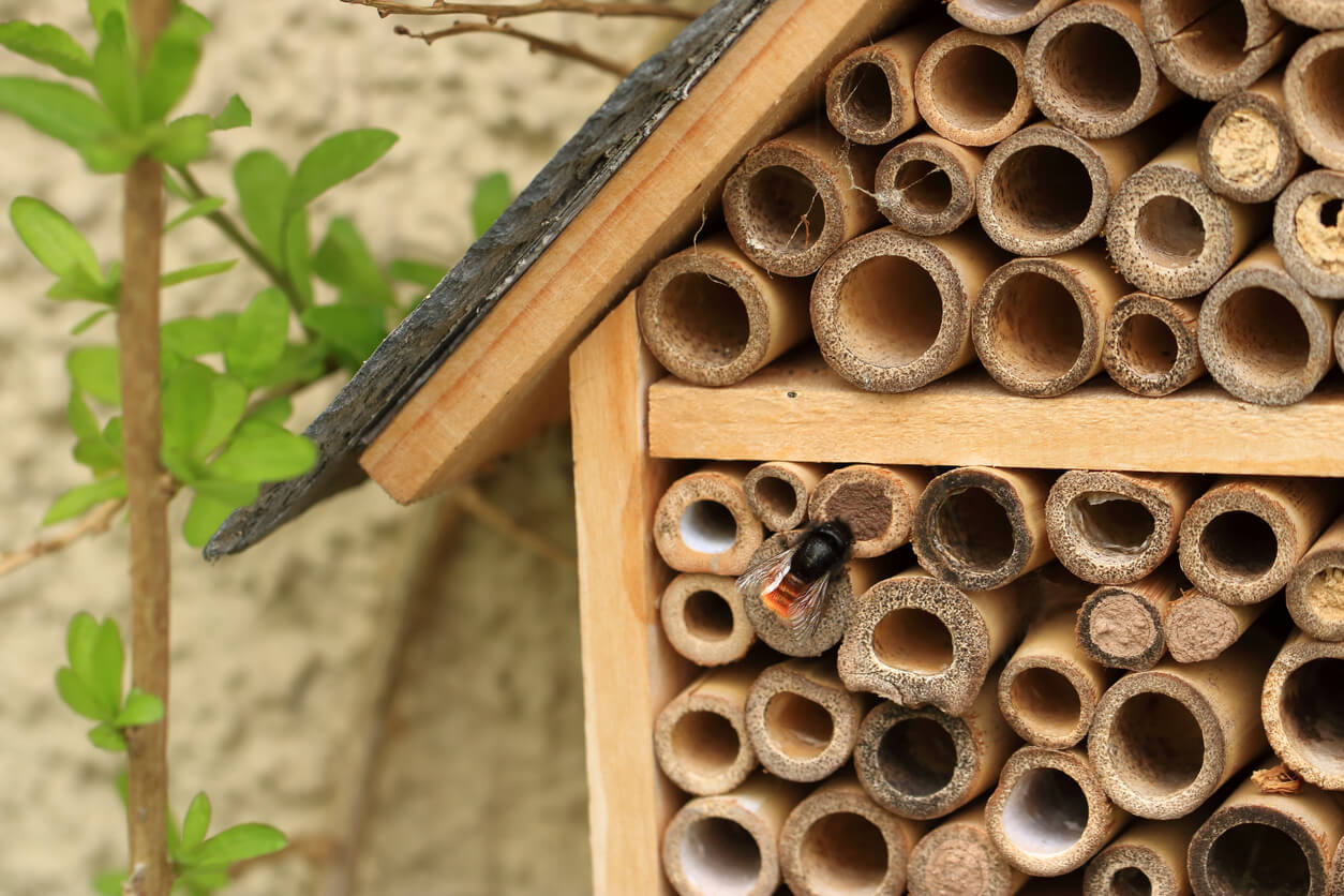Building A Bee Hotel