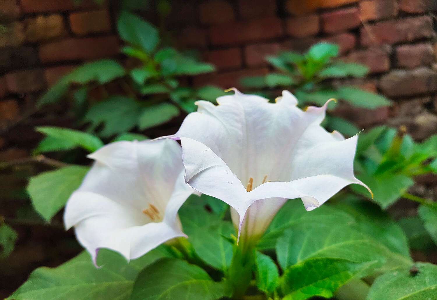 Creating a Moon Garden