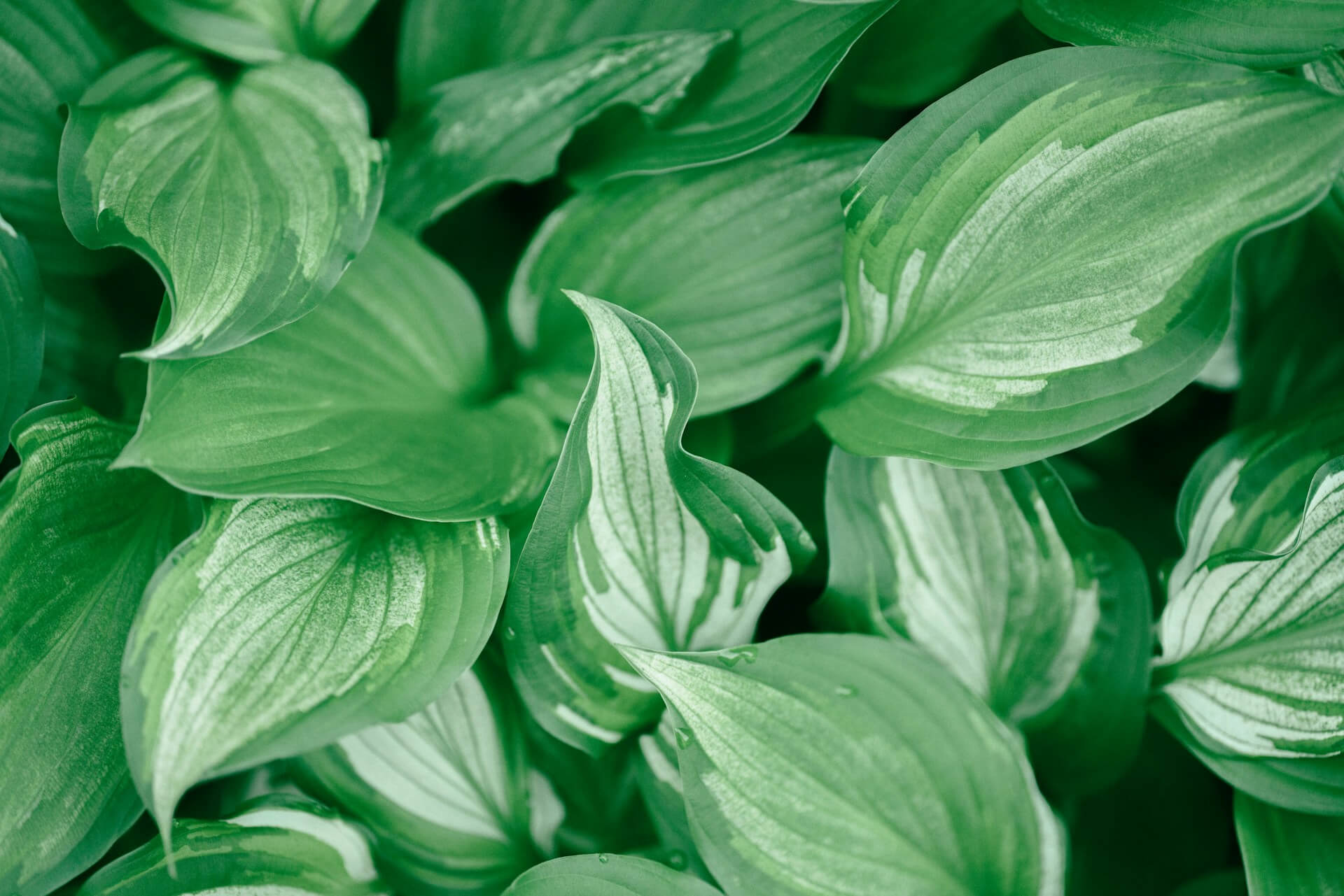 Hostas, The Shade-Loving Perennial