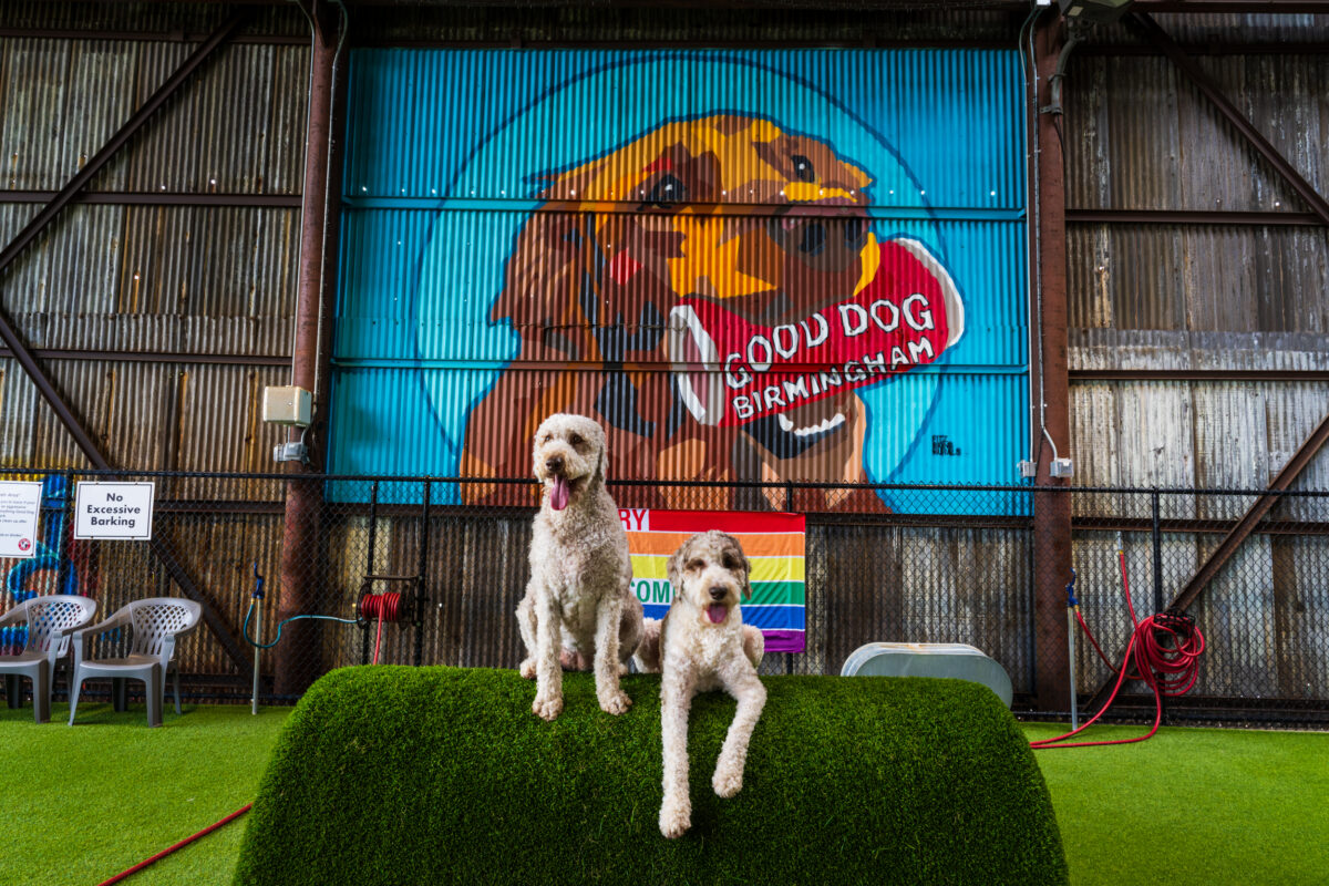 Good Dog just got an upgrade—treat your pup to a boutique hotel experience