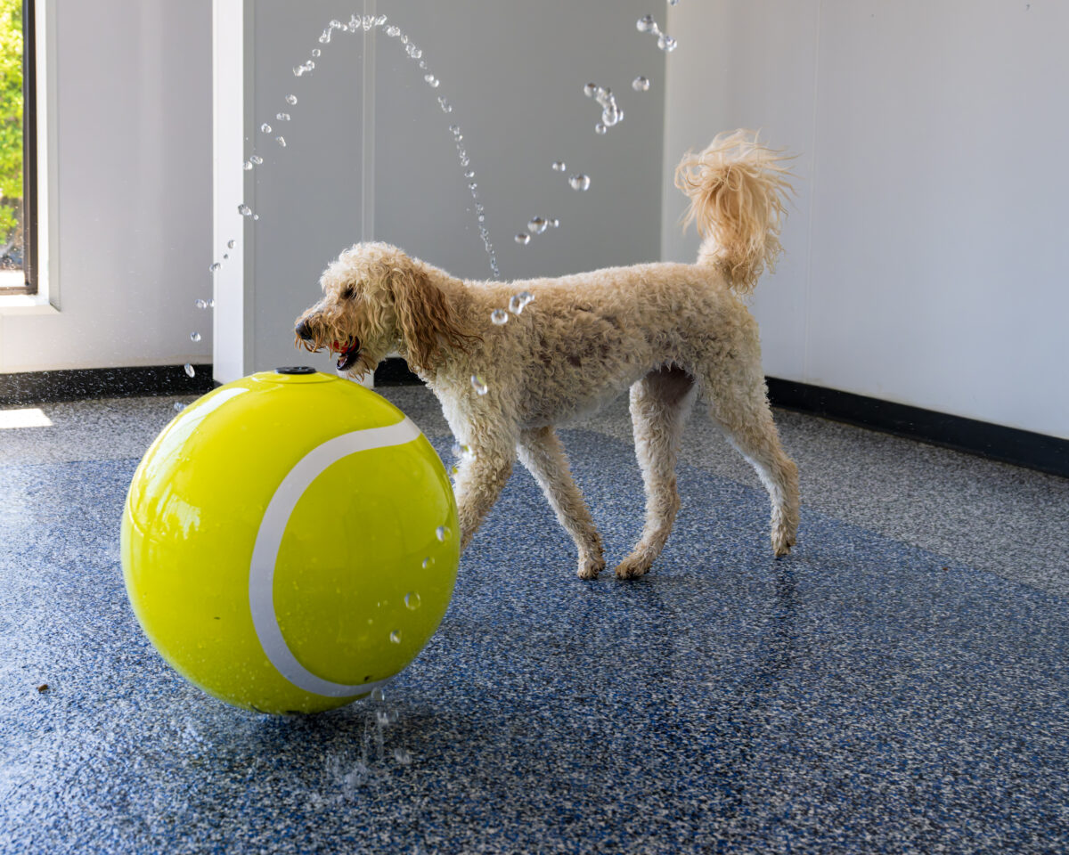 Book now—we found a customized staycation for your precious pup