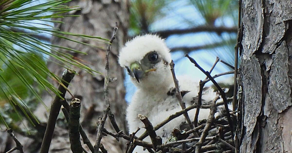 Birmingham’s Avondale Park is experiencing a baby bird boom [PHOTOS + VIDEO]