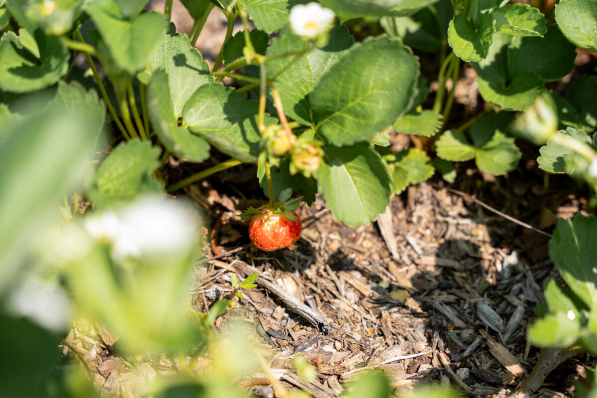 Check out this Birmingham-area school's holistic approach to learning 9 The Hillsboro School 157 Check out this Birmingham-area school's holistic approach to learning