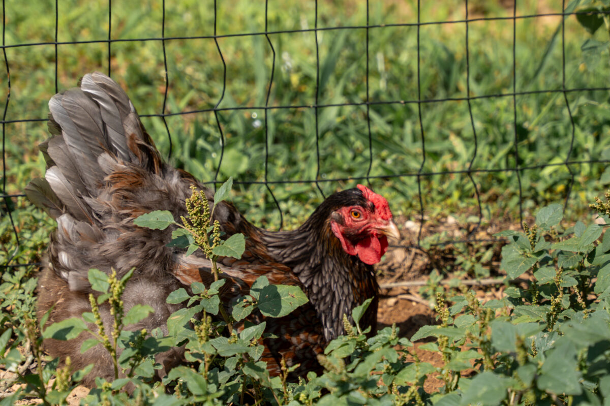 Check out this Birmingham-area school's holistic approach to learning 8 The Hillsboro School 165 Check out this Birmingham-area school's holistic approach to learning