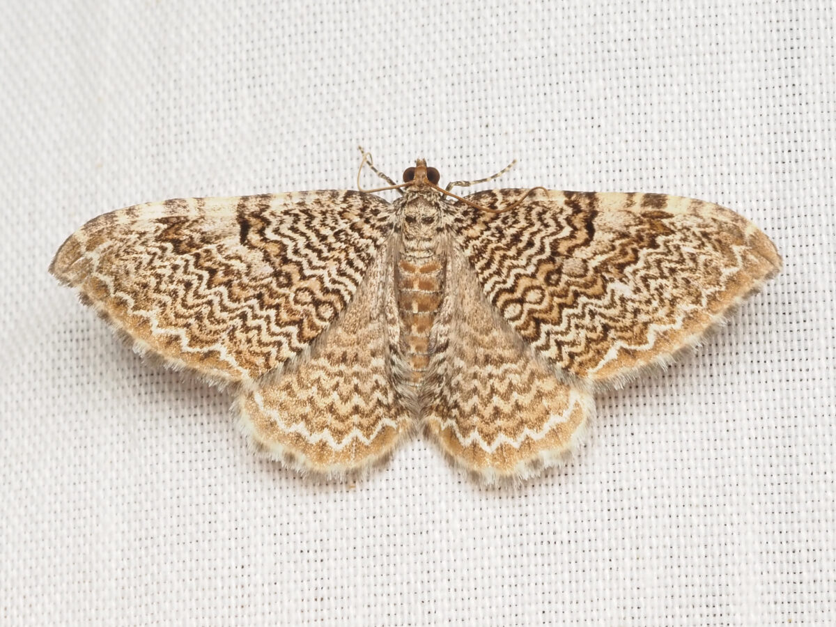 7 surprising facts about Alabama’s magnificent moths + how to protect them