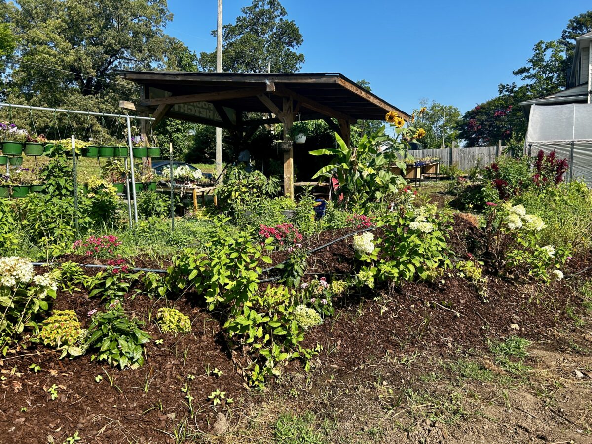 Fountain Heights Farms Cooperative aims to have 119 farms by 2030 4 IMG 4458 Fountain Heights Farms Cooperative aims to have 119 farms by 2030