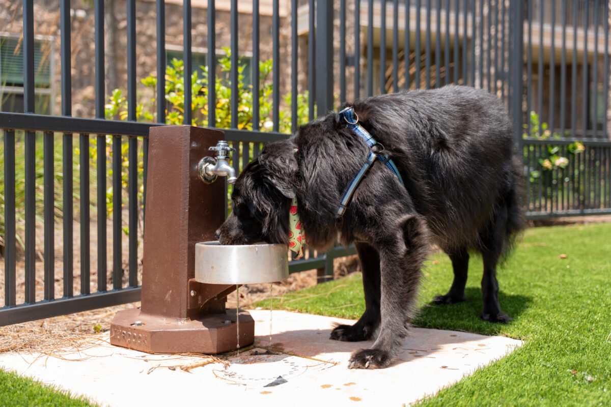 Why this UAB nurse and her dog love living at this convenient oasis 9 Rise Red Mountain 101 Why this UAB nurse and her dog love living at this convenient oasis