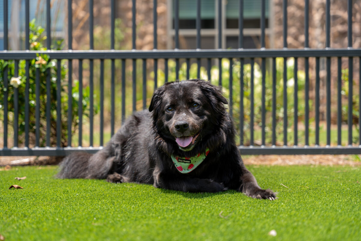 Why this UAB nurse and her dog love living at this convenient oasis 8 Rise Red Mountain 102 Why this UAB nurse and her dog love living at this convenient oasis