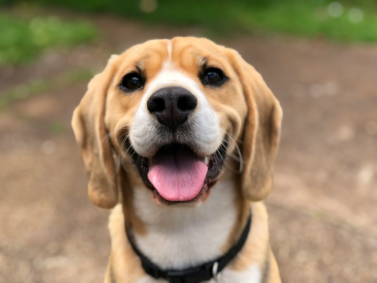 New Cowboy Up Animal Rescue serves Birmingham’s most vulnerable dogs 