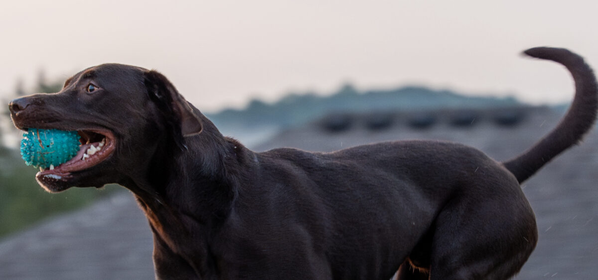 What makes Birmingham one of the most pet-friendly cities in 2025?