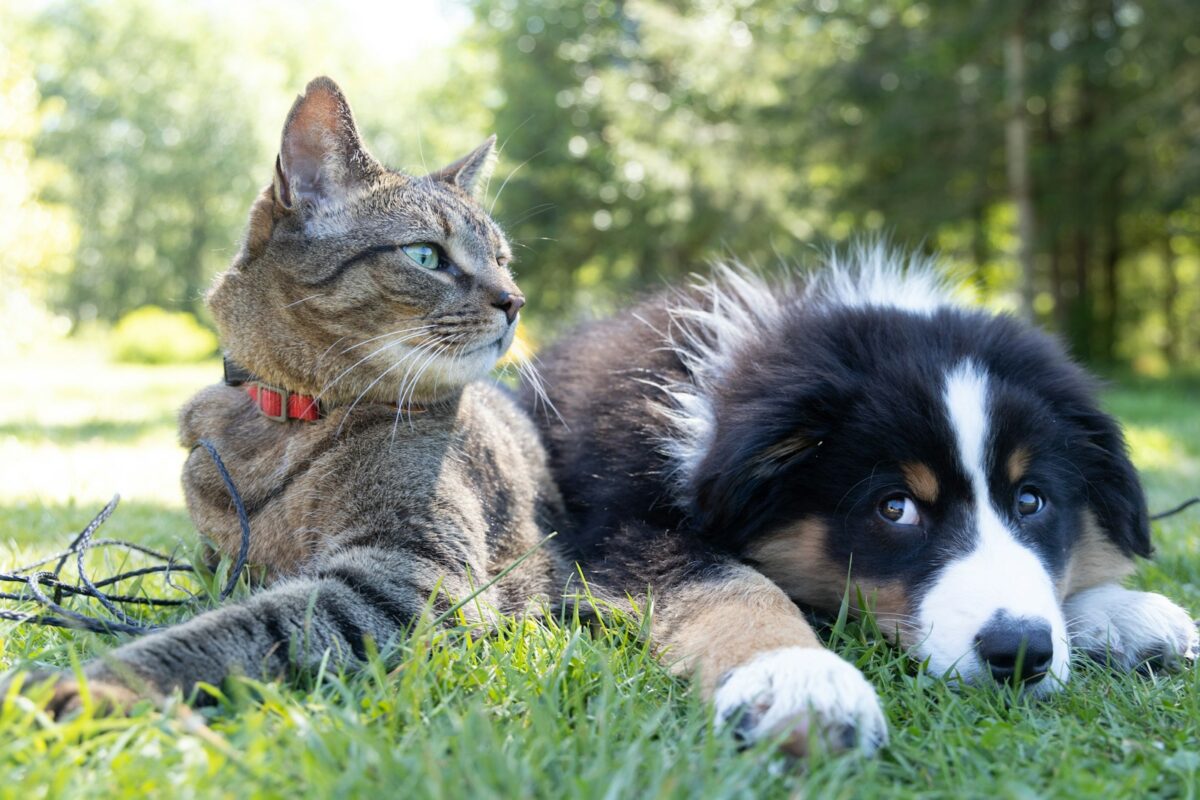 Birmingham’s Southern Veterinary Partners merges to form new national giant