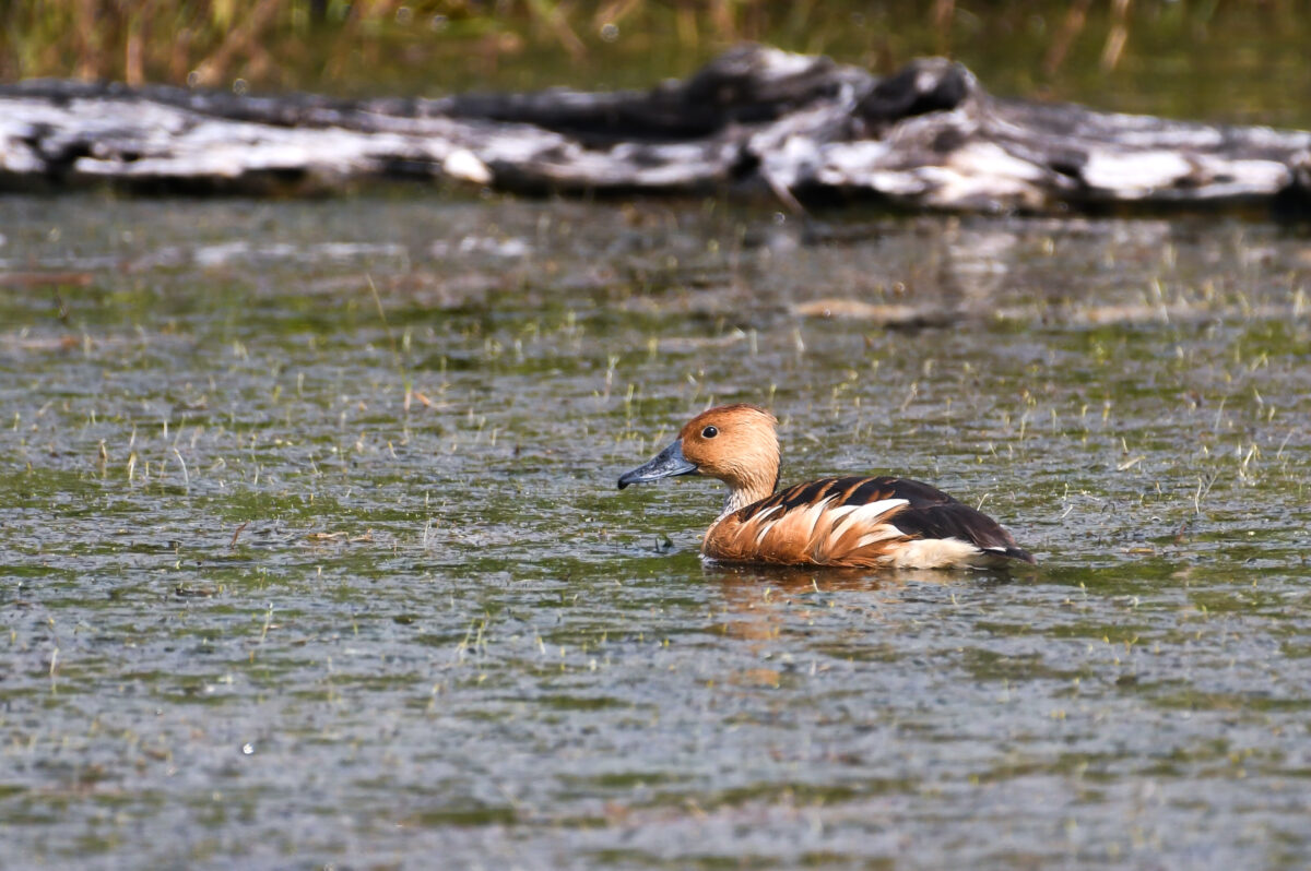 Fulvous Whistling Duck From Mary Helene Hall