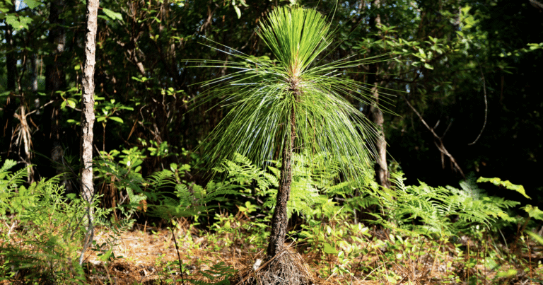 Did you know this rare Alabama forest is found nowhere else on earth?