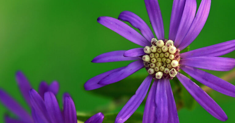 Rare beautiful wildflower discovered in Jefferson County [PHOTOS]